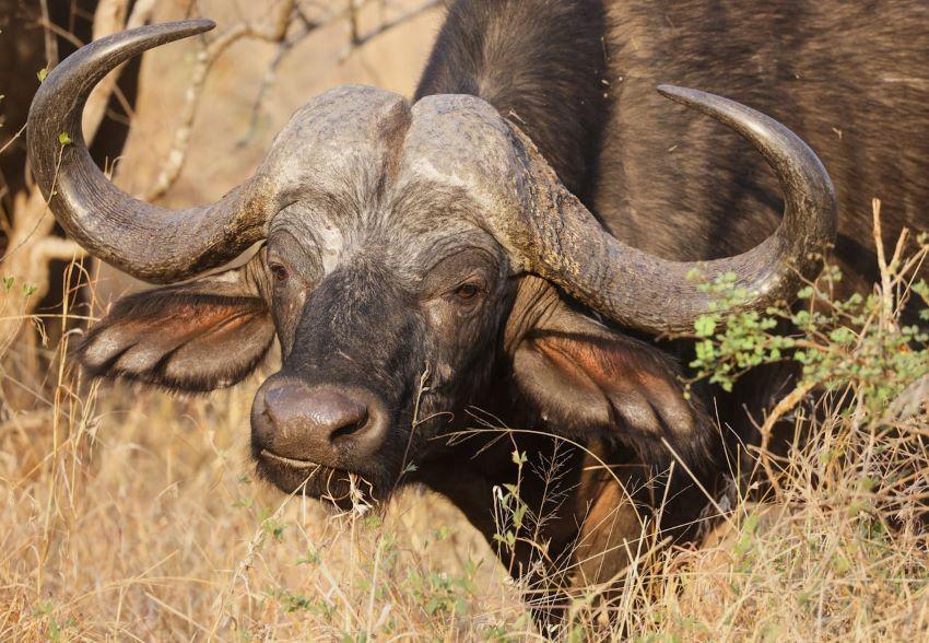 A Guide To An African Cape Buffalo Hunt: Part 1