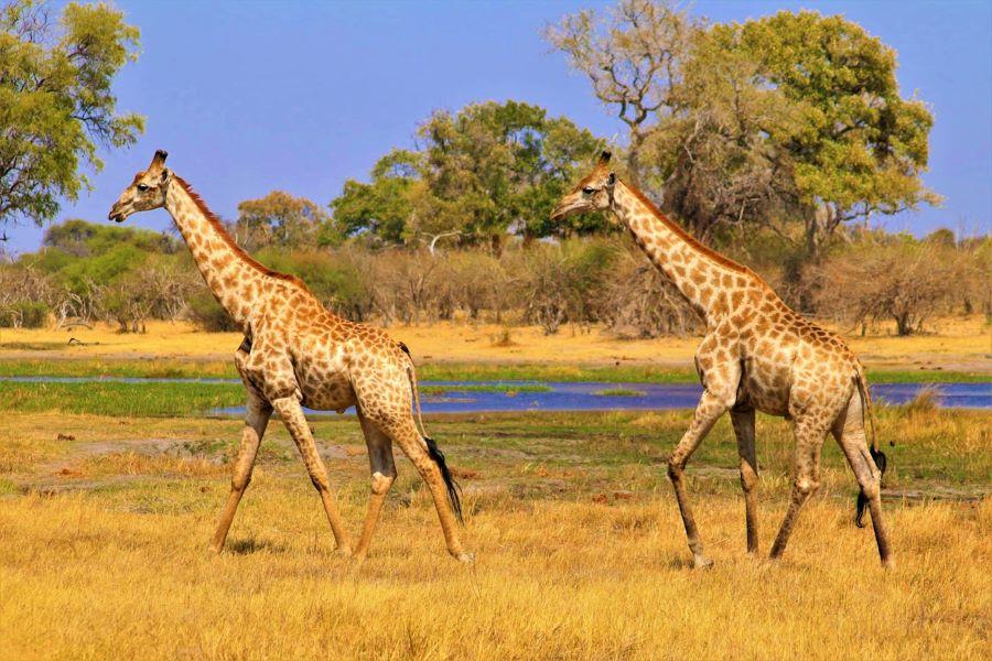 Botswana Hunting Safari: A Premier African Destination
