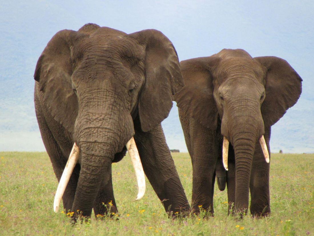 Conservation And Elephant Hunting In South Africa