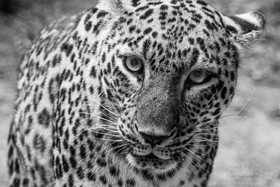 Stalking After Hours: Dangerous Game Hunting At Night