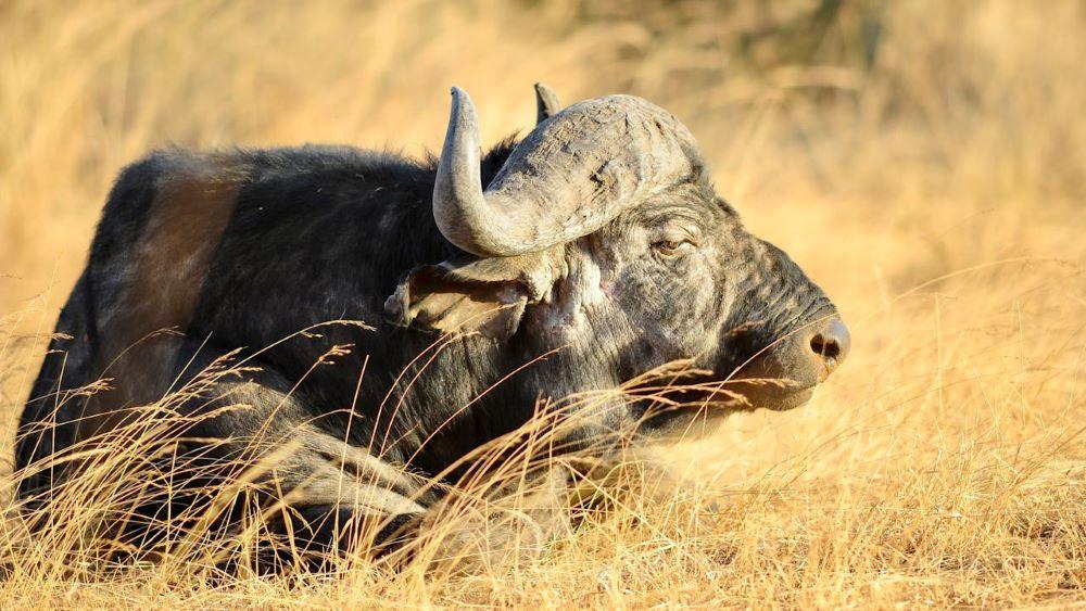 Cape Buffalo: Why Size Does Matter