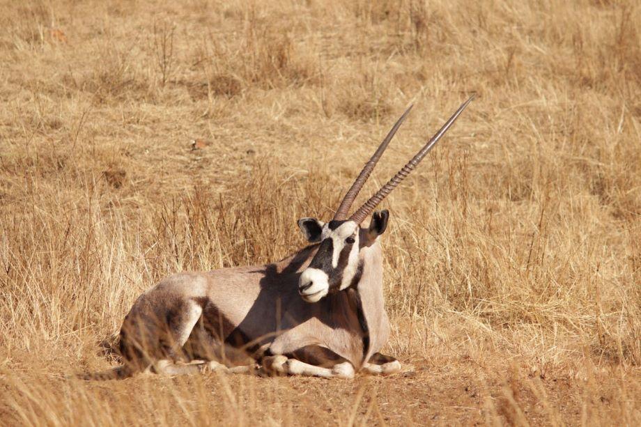 In the Land Of Sand – Big Game Hunting In Namibia
