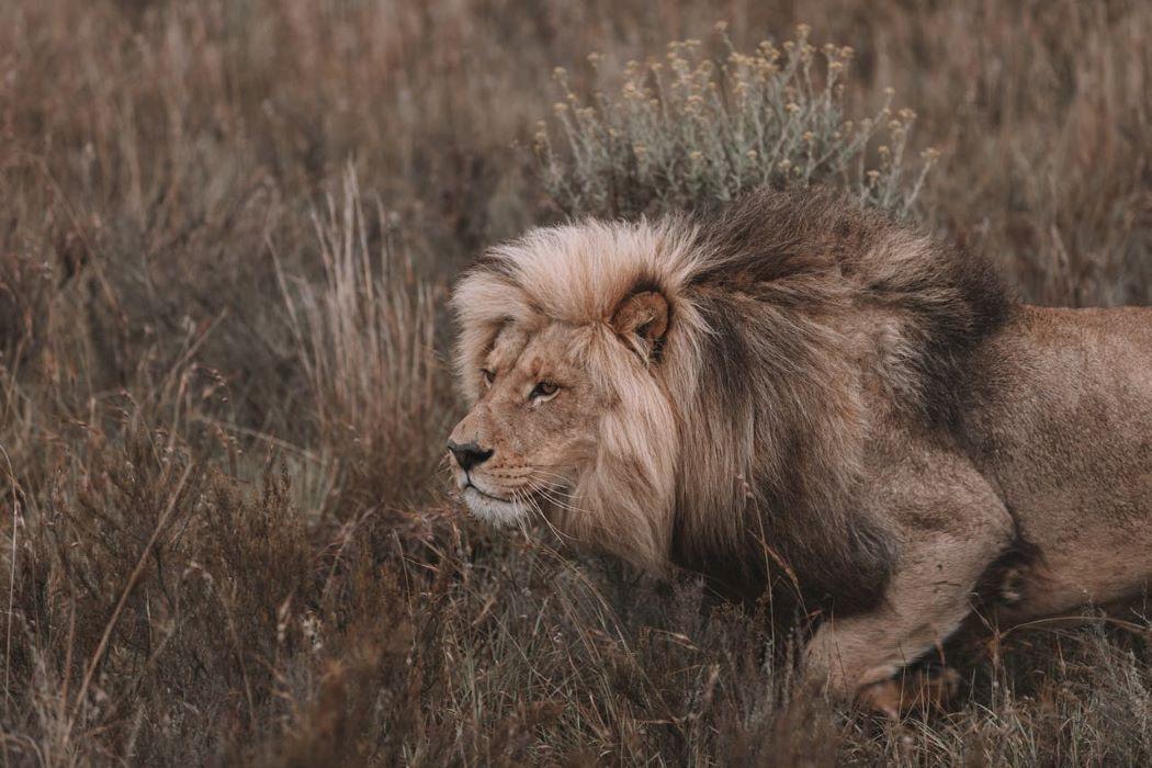Tracking Wild Lions In Tanzania: Dangerous Game Safari Realities