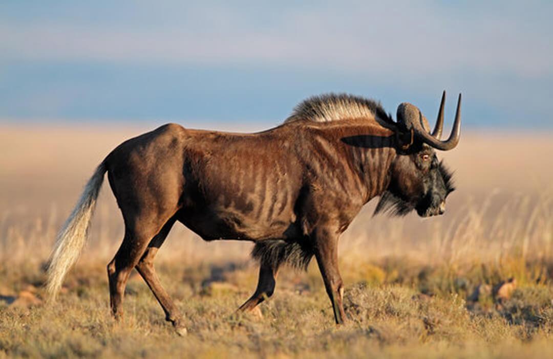 Things to Do During a Zimbabwe Hunting Safari