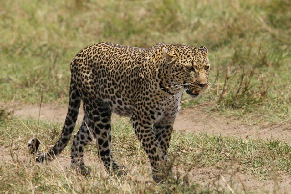 Why Traditional Hunting Safaris in Tanzania Cost More