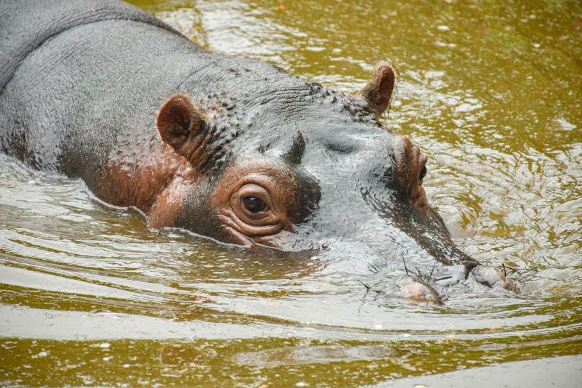 Hippo Hunting In Zimbabwe: Targeting The Water Horse