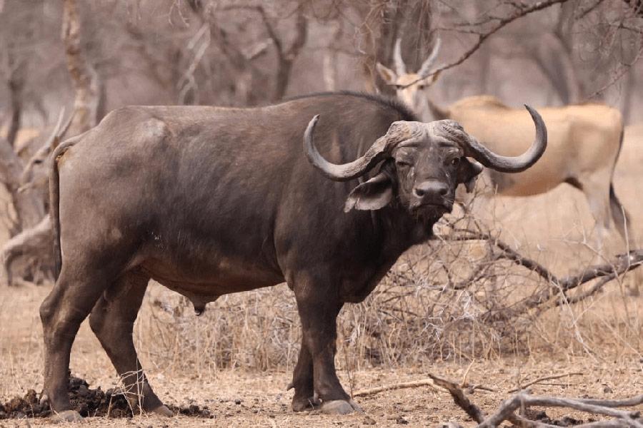 Why South Africa Breeds Some of Africa's Biggest Cape Buffalo