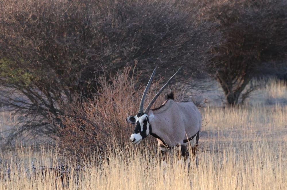 The Gemsbok: Africa's Toughest Plains Game Challenge