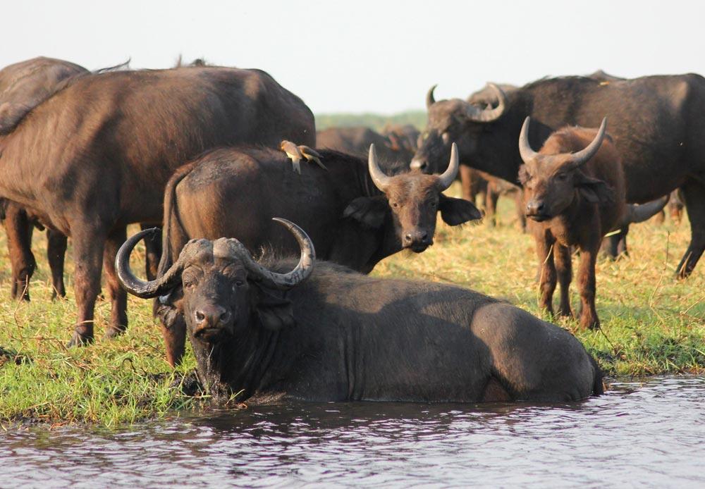 Swamp Buffalo Hunting In Mozambique: A Unique African Safari