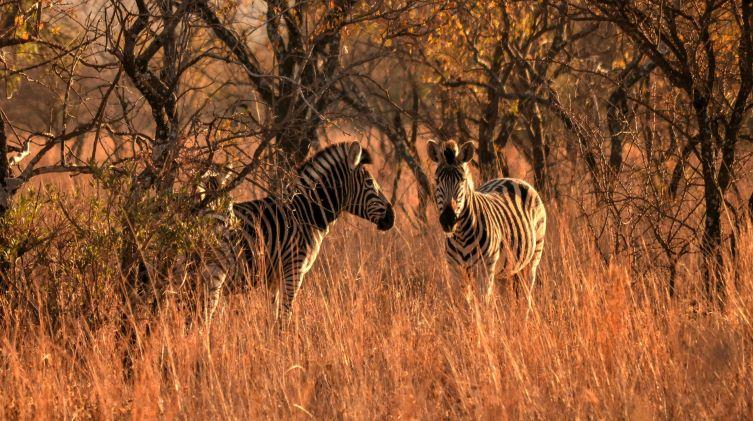 African Plains Game: Territories, Info & Overview – Part 2