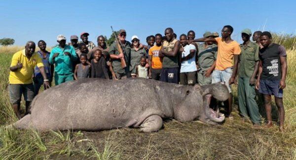 An Overview Of Hippo Hunting In Namibia