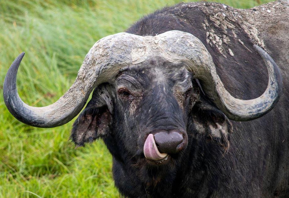 Buffalo Hunting in Mozambique's Marromeu Delta