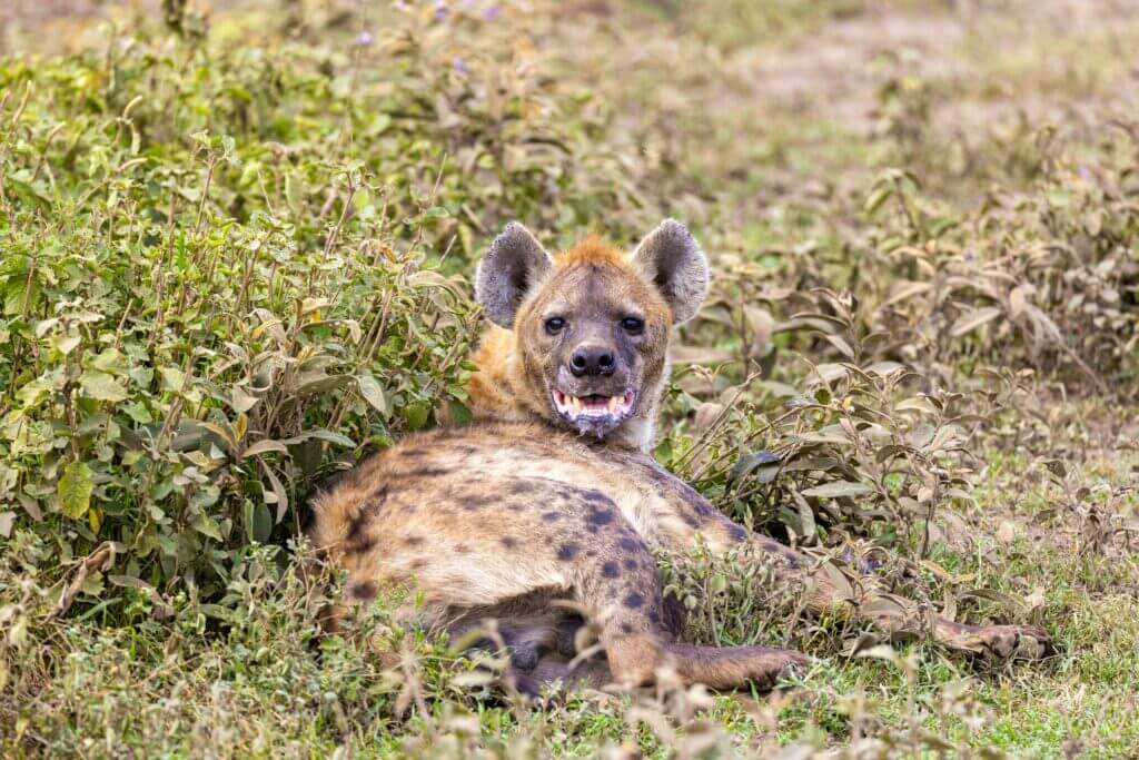 Hyena Hunting And The Unfavorable Scoreboard: Part 1