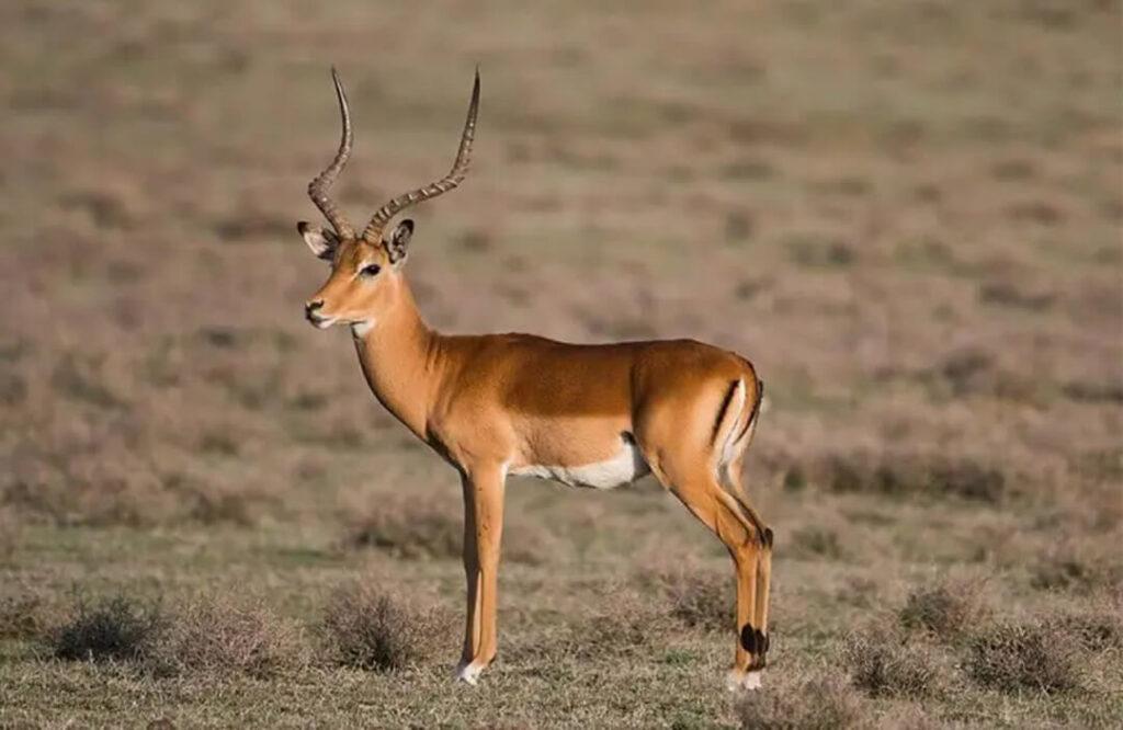 Favorite South African Plains Game