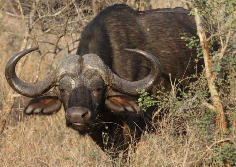 Planning Your First Cape Buffalo Hunt in South Africa