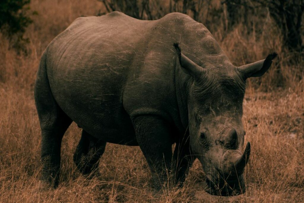 A Dive Into Big Game Hunting In Africa