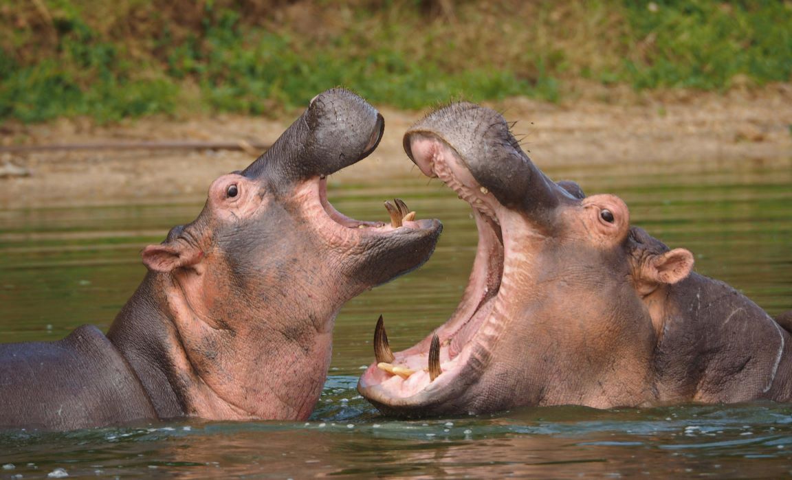 Why Hippo Hunting Is Unlike Any Other Dangerous Game Safari