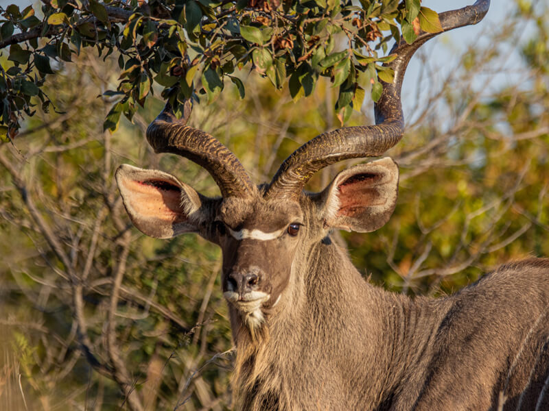 How to Book and Plan a Hunting Safari in South Africa