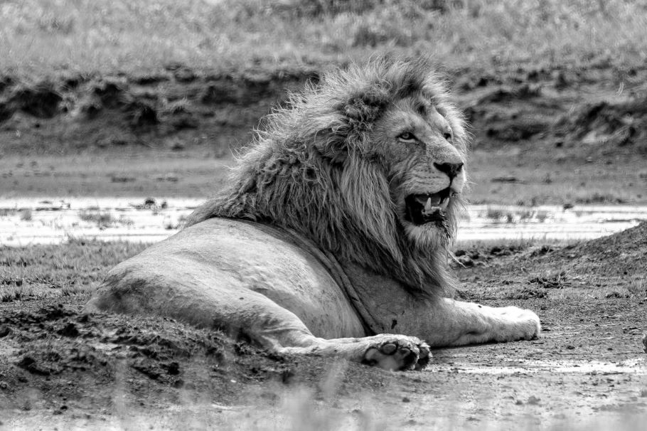 An Overview of The African Big 5 Hunt Cost -2