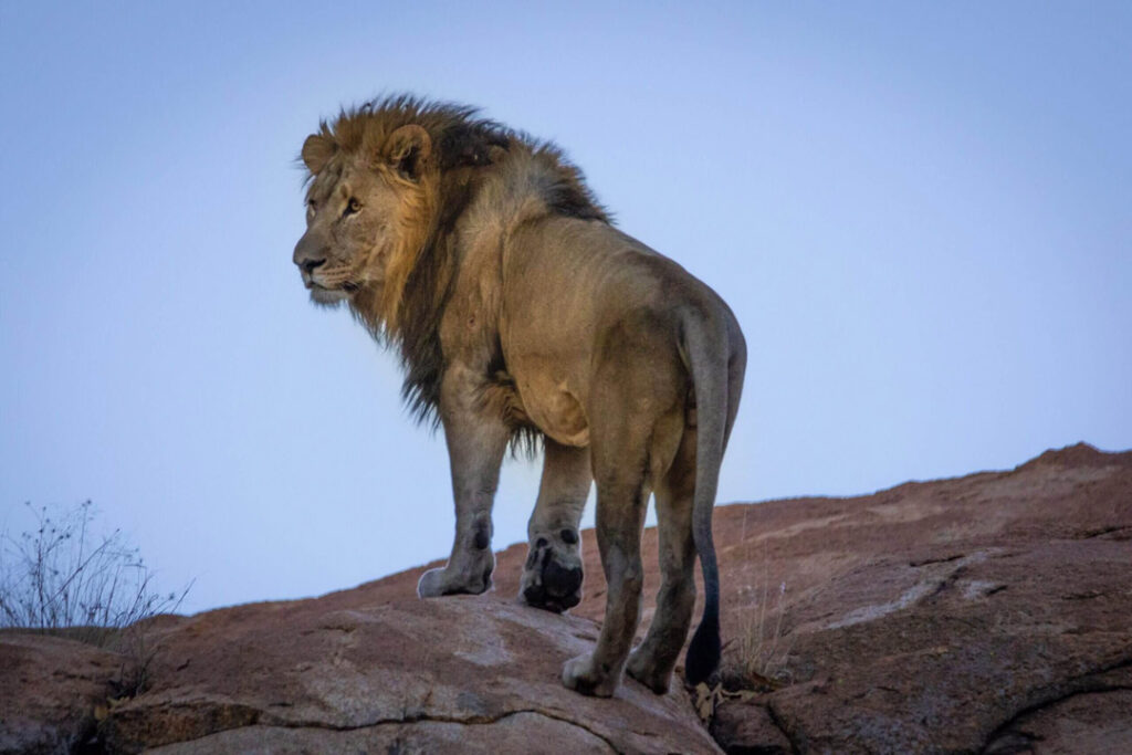 Dangerous Game Hunting In Africa