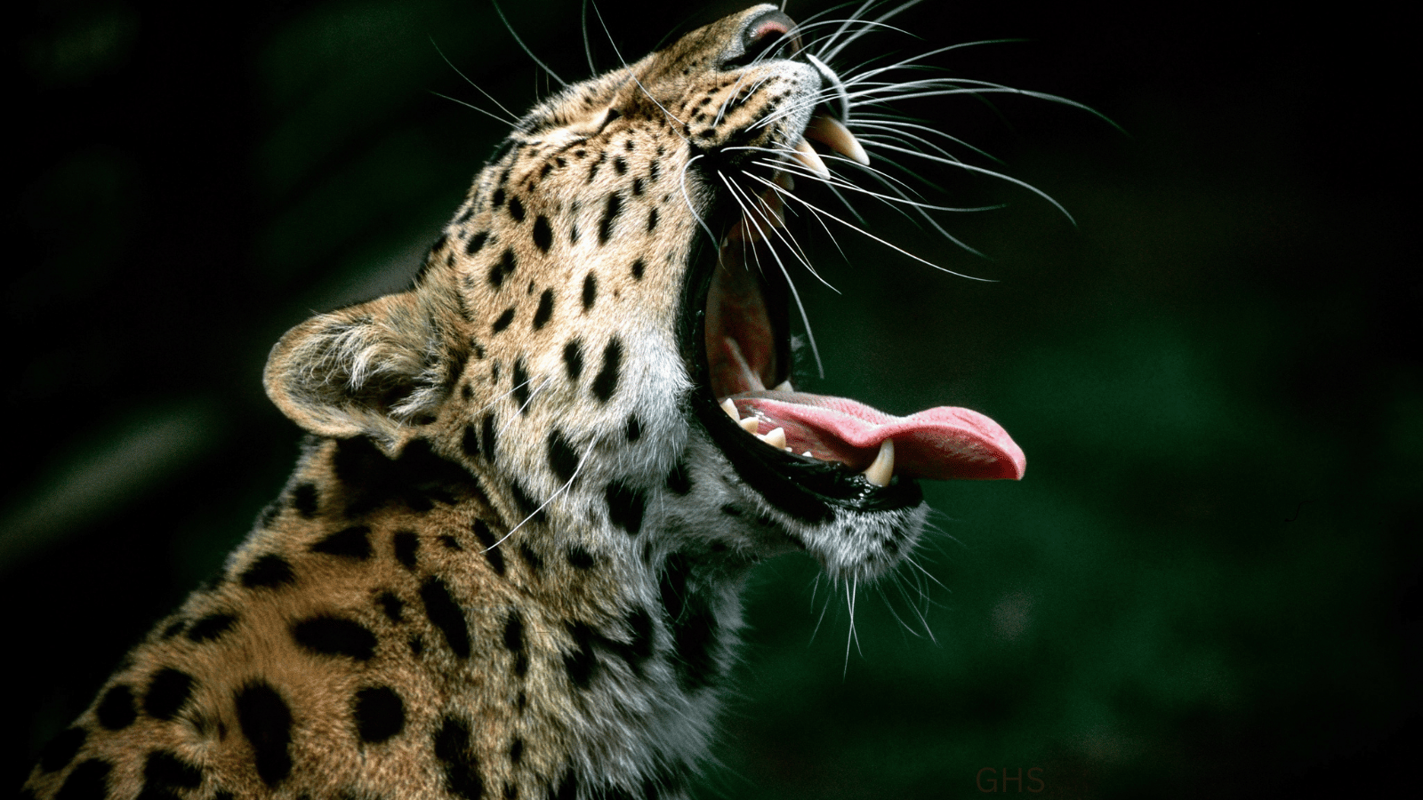A Complete Guide for Texas Sportsmen Pursuing Africa's Most Elusive Big Cat