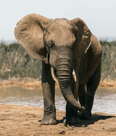 The elephant is a popular choice for hunting safaris in Mozambque. The elephant is a popular choice for hunting safaris in Mozambique.