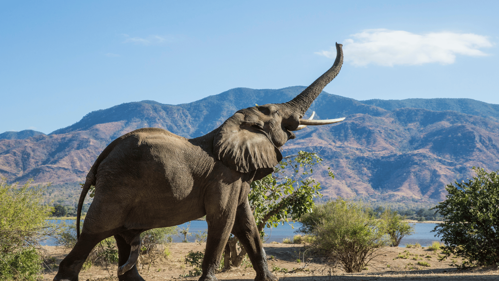 Texas Hunter's Guide to African Elephant Safaris