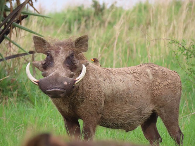 Leopard Hunting in Namibia & Brown Hyena Cancelation Hunt