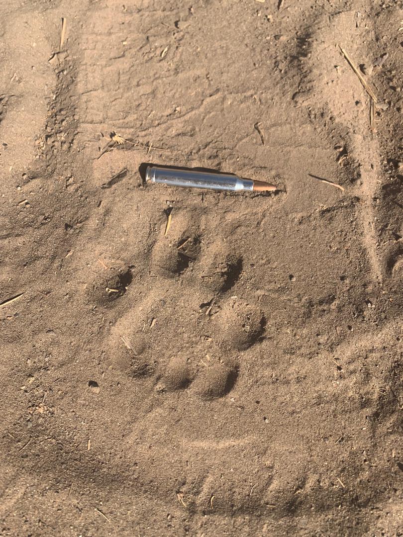 Leopard Hunting in Namibia & Brown Hyena Cancelation Hunt