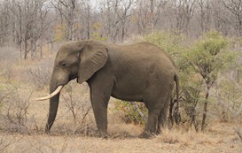 Leopard Hunting in Namibia & Brown Hyena Cancelation Hunt