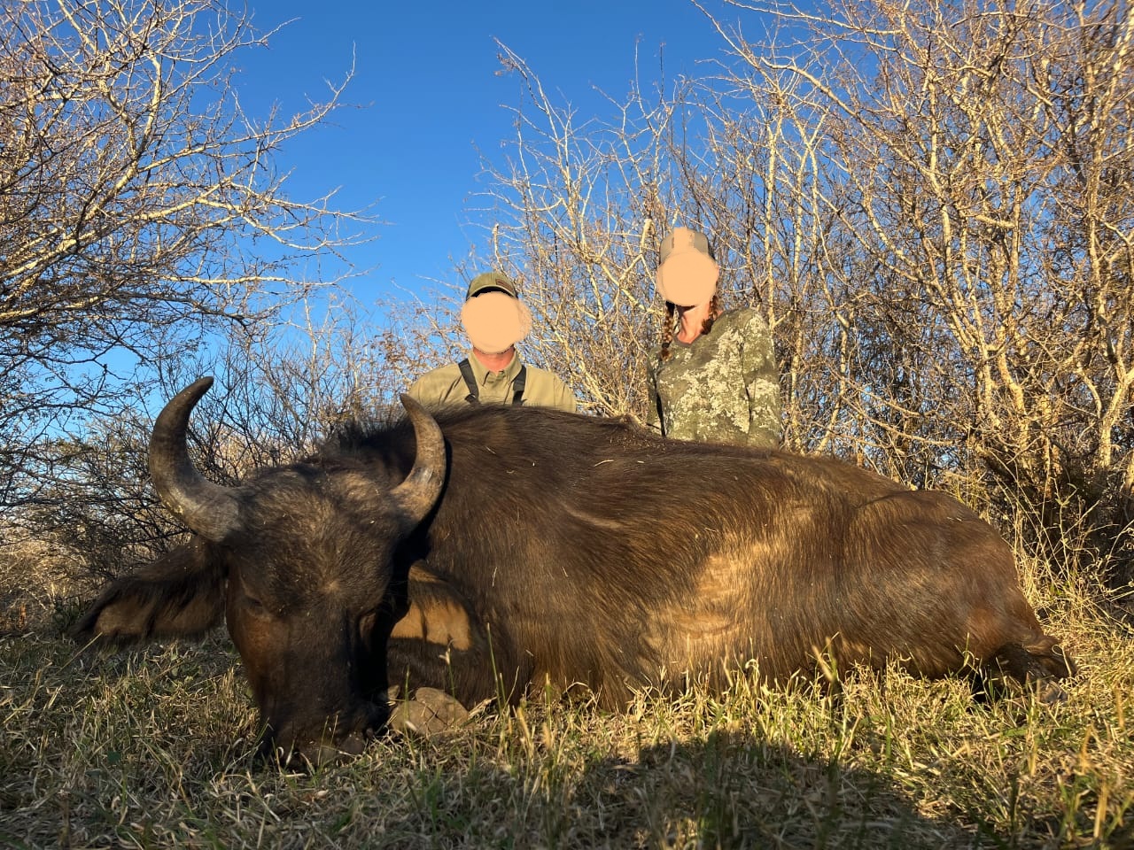 Cape Buffalo Cow Hunting in South Africa 