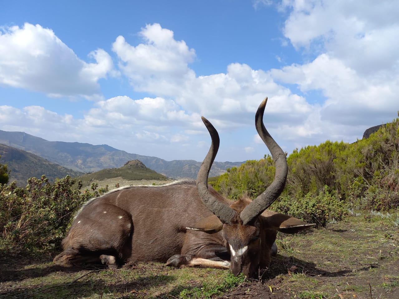 Hunting in Ethiopia: Lowland Species & Mountain Nyala