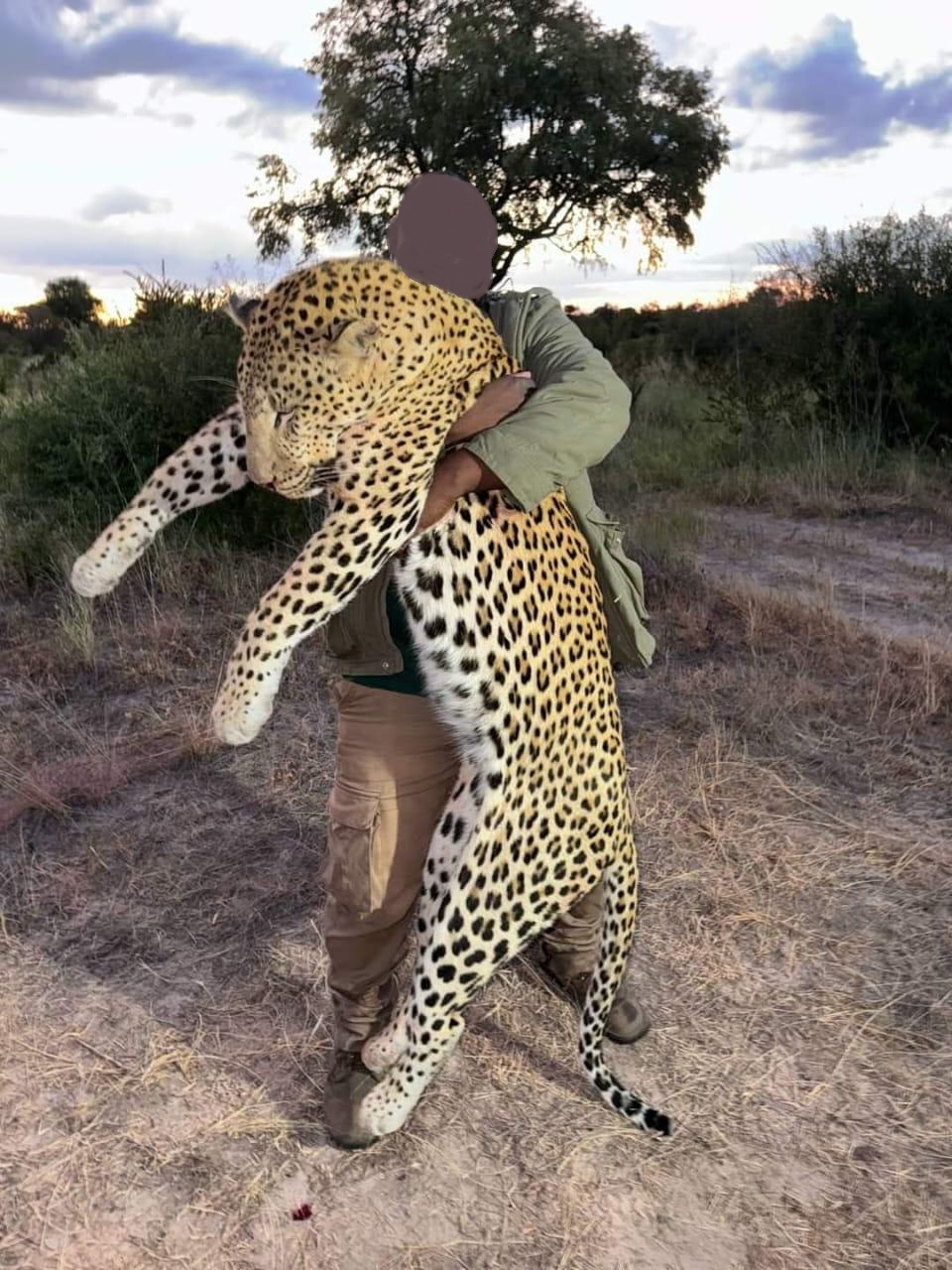 Trophy African Cats: Leopard Hunting in Zimbabwe 