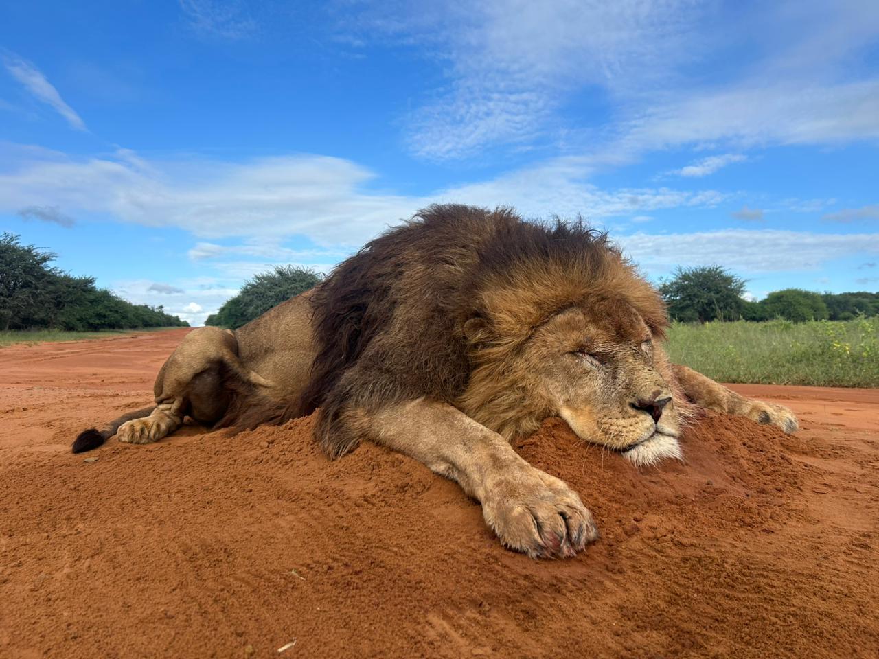 Lion Hunting in Zimbabwe: Epic, Thrilling & Highly Dangerous 