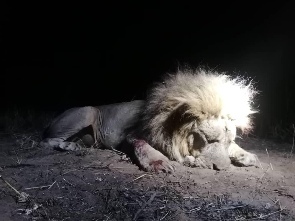 Leopard Hunting in Namibia & Brown Hyena Cancelation Hunt