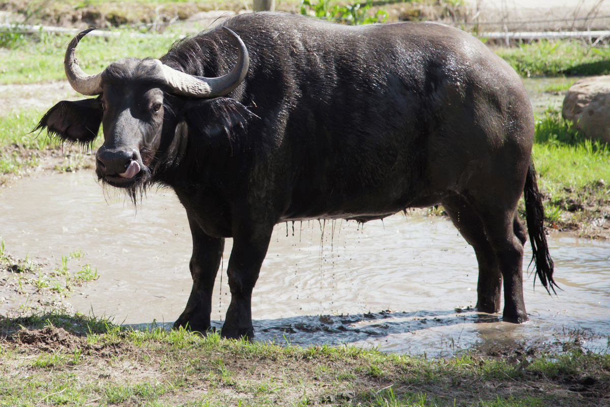 Top 5 Africa Hunts Every U.S. Hunter Should Experience Once