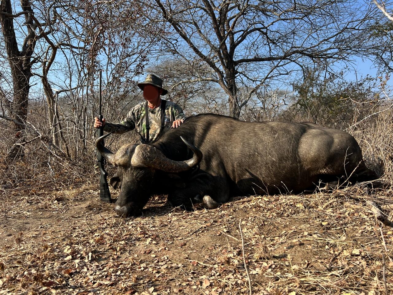 2 x Cape Buffalo Hunting Trophies in Lunda Nkwambi GCA, Tanzania