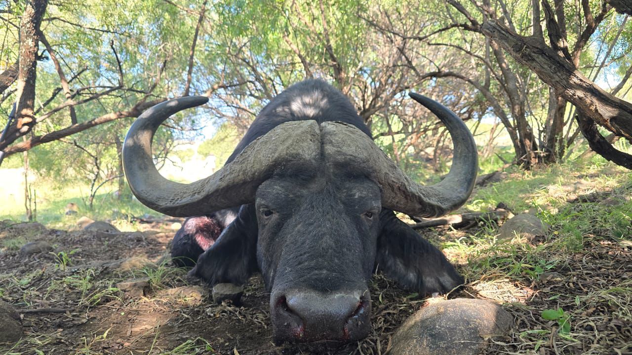 Leopard Hunting in Namibia & Brown Hyena Cancelation Hunt