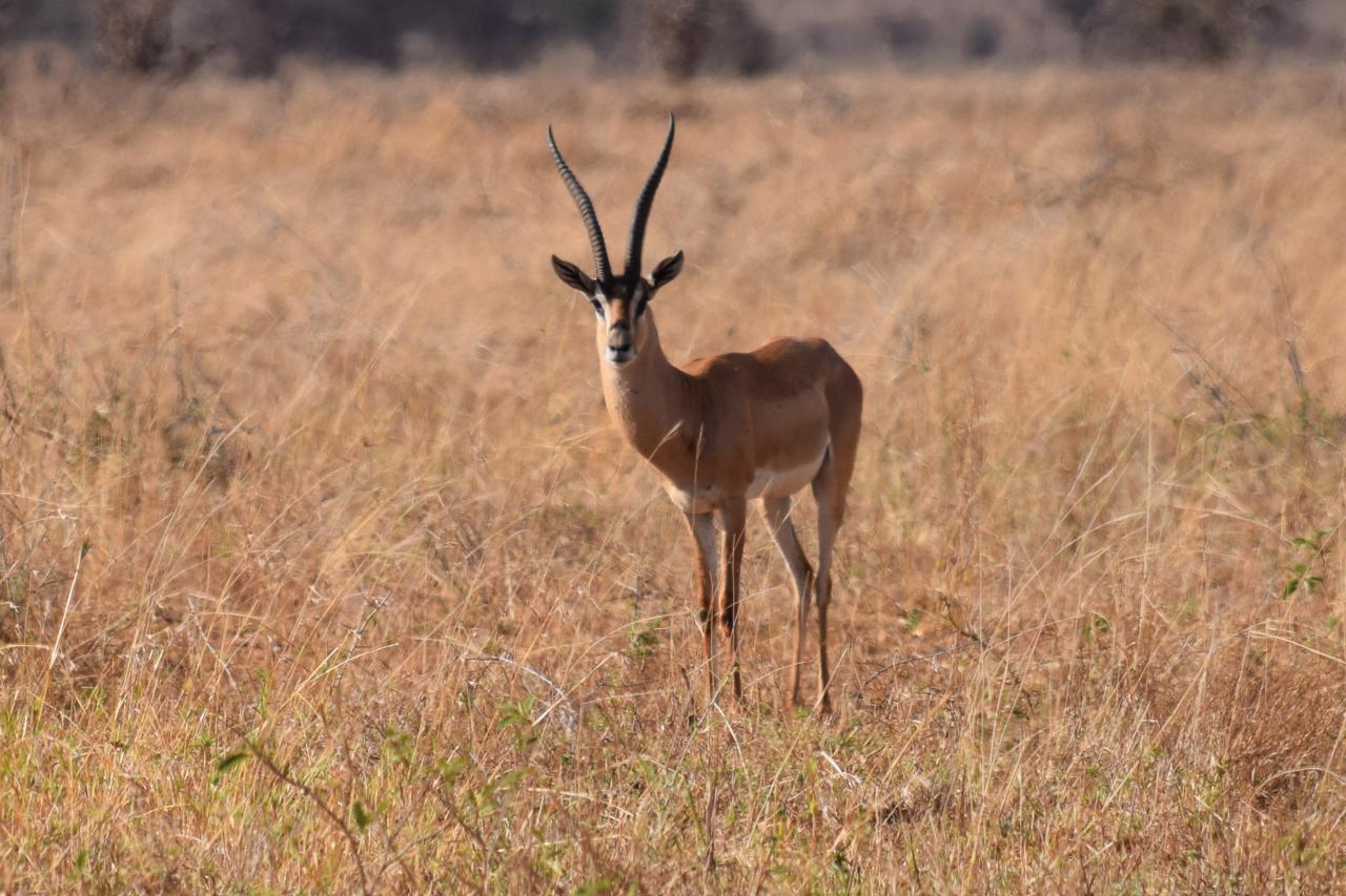 6-Species Tanzanian African Plains Game Hunt