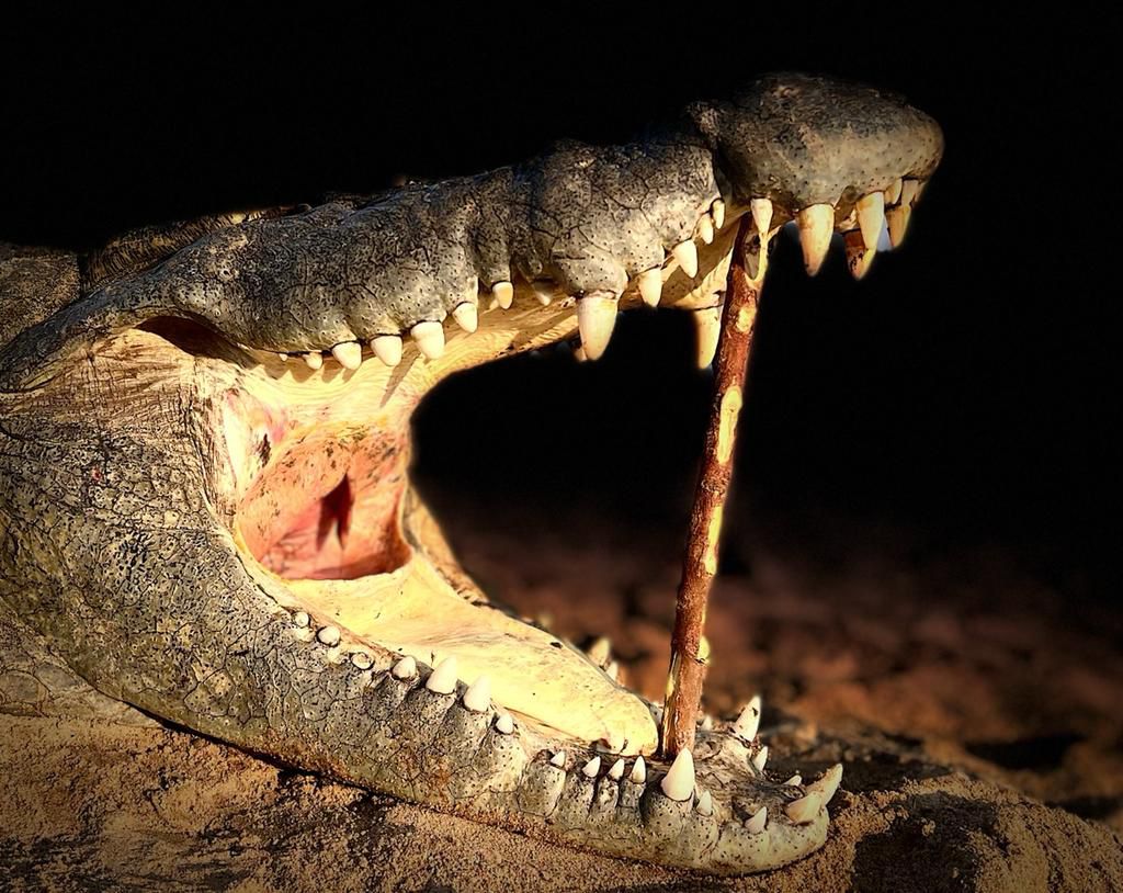 Leopard Hunting in Namibia & Brown Hyena Cancelation Hunt