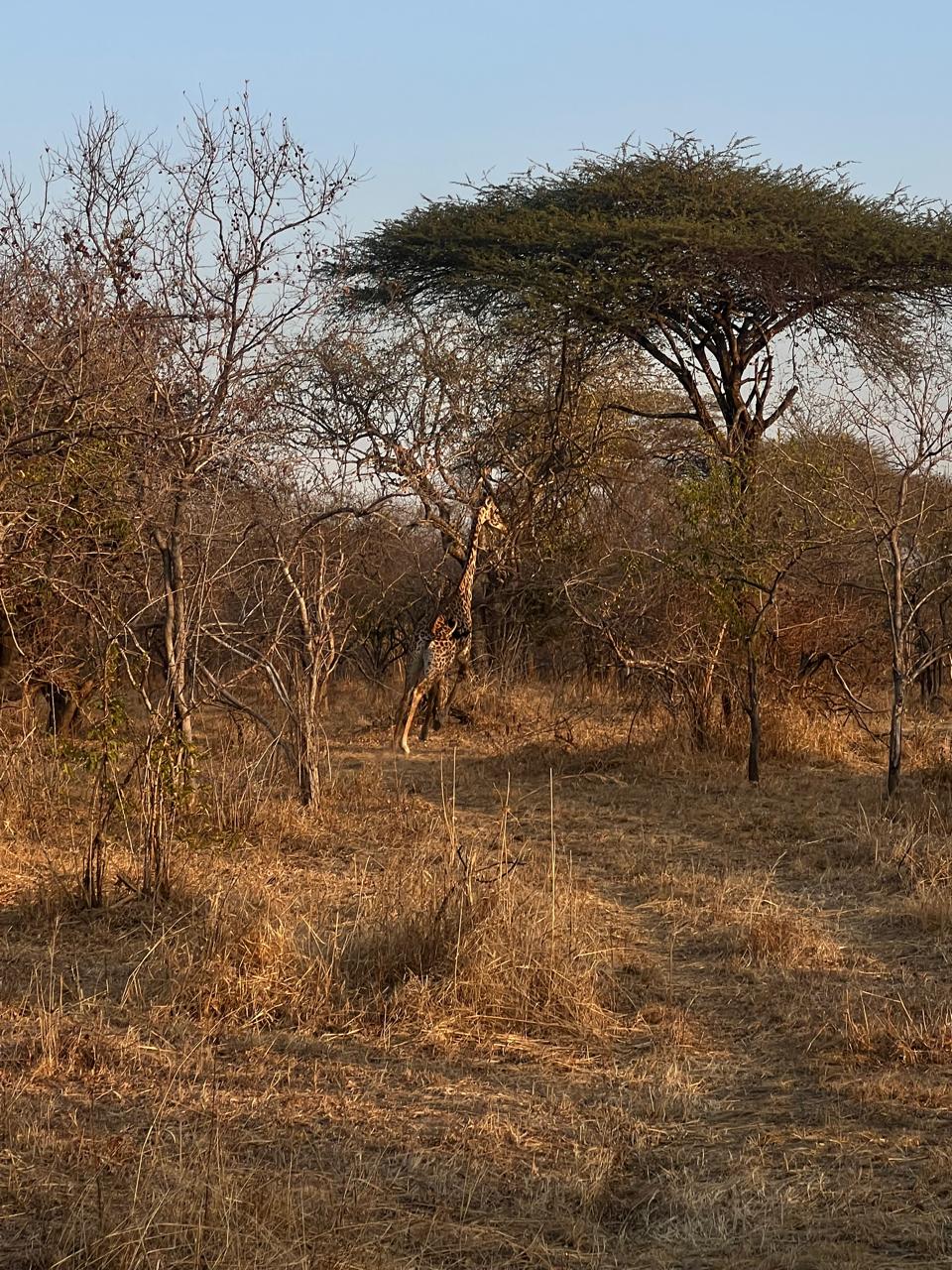 Leopard Hunting in Namibia & Brown Hyena Cancelation Hunt