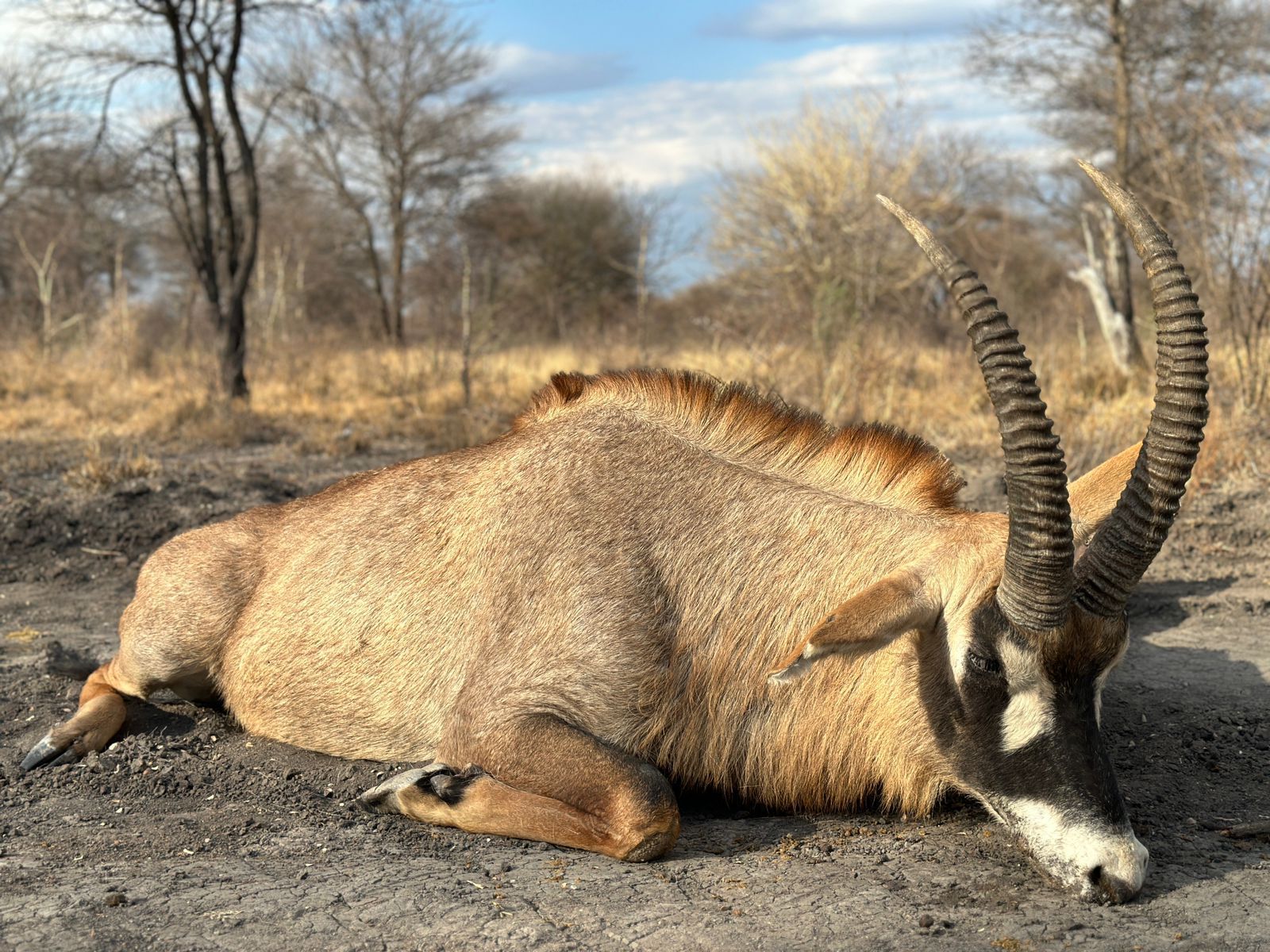Leopard Hunting in Namibia & Brown Hyena Cancelation Hunt