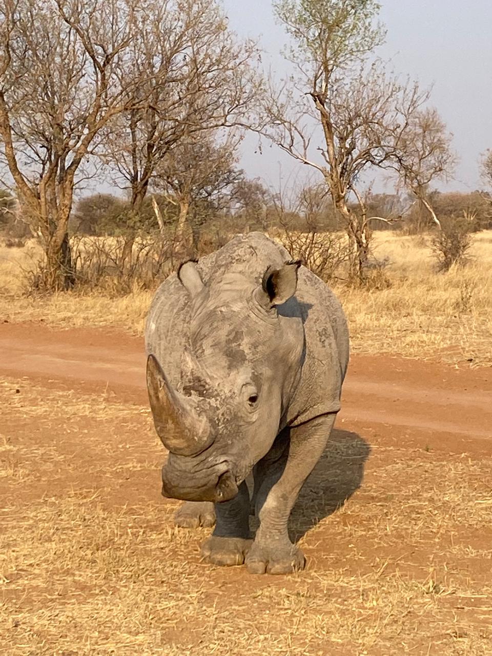 Leopard Hunting in Namibia & Brown Hyena Cancelation Hunt
