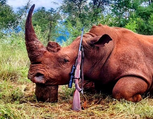 Big 5 Hunting in South Africa: Hunting the White Rhino