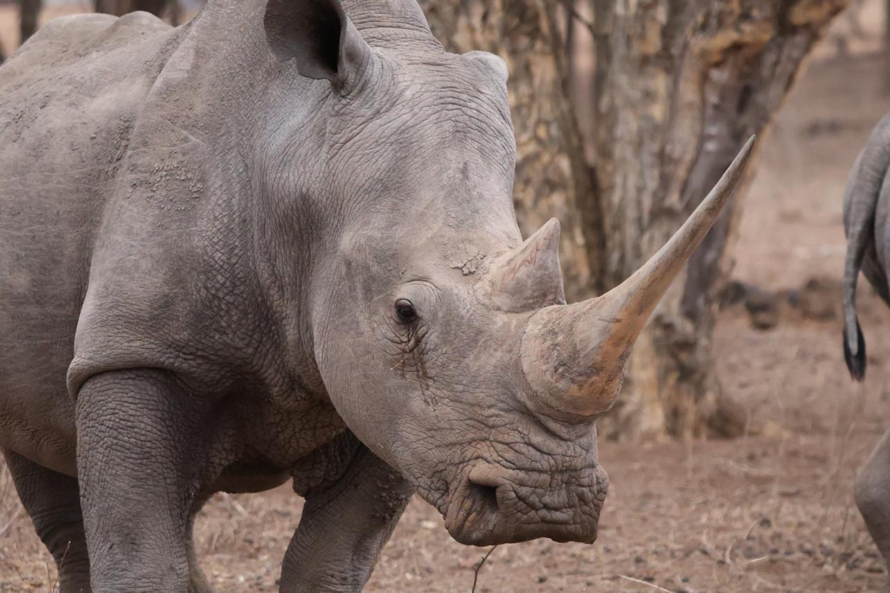 Big 5 Hunting in South Africa: Hunting the White Rhino