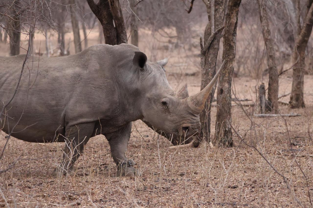 Leopard Hunting in Namibia & Brown Hyena Cancelation Hunt