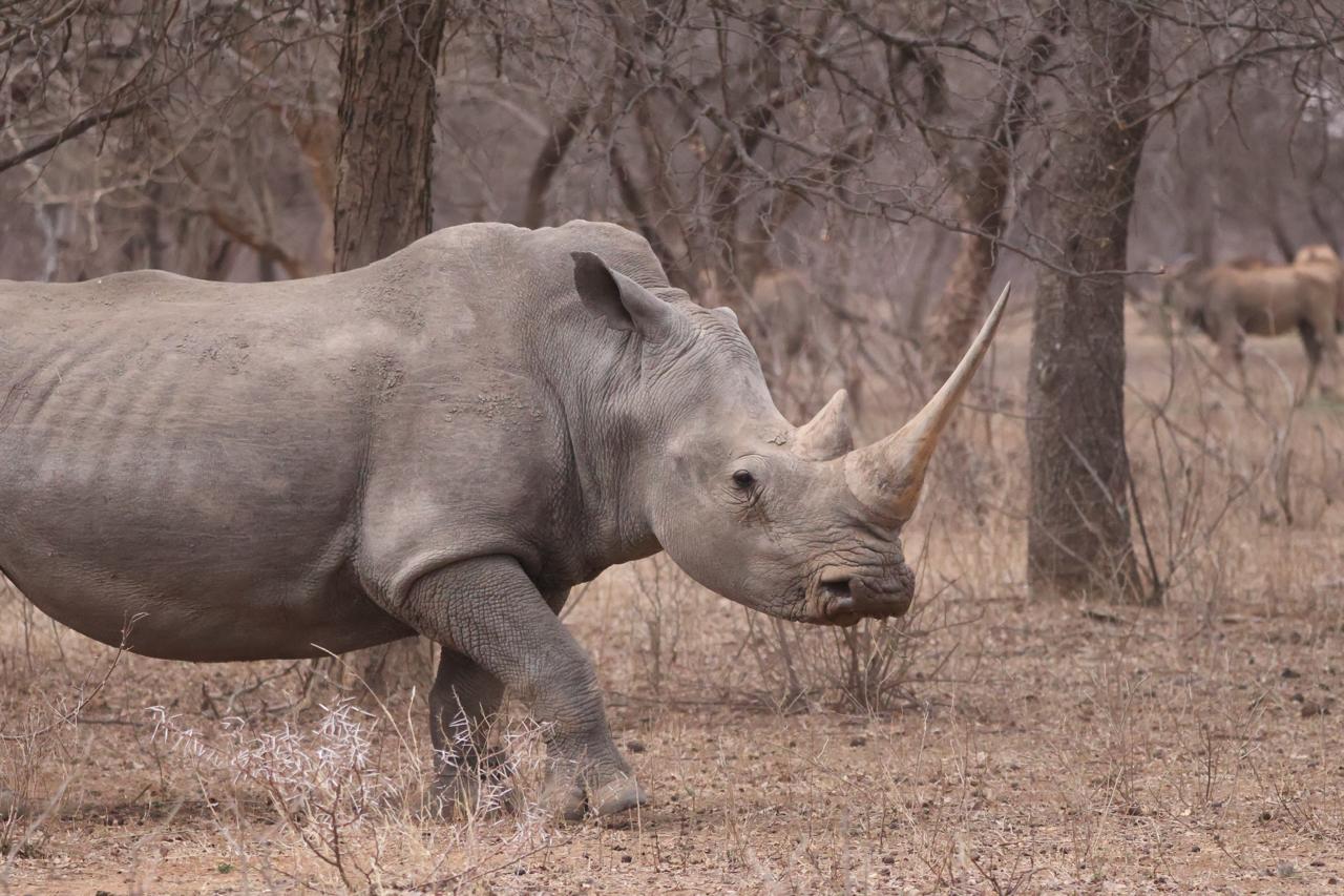 Leopard Hunting in Namibia & Brown Hyena Cancelation Hunt