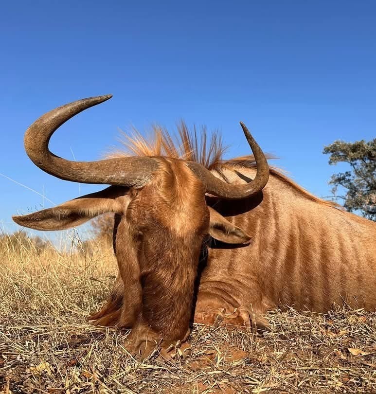 Leopard Hunting in Namibia & Brown Hyena Cancelation Hunt