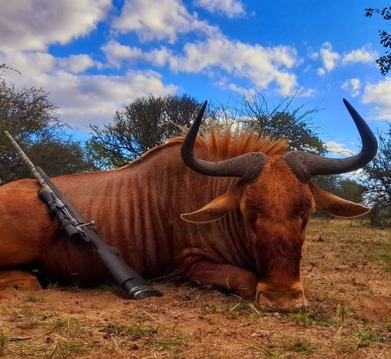 Leopard Hunting in Namibia & Brown Hyena Cancelation Hunt