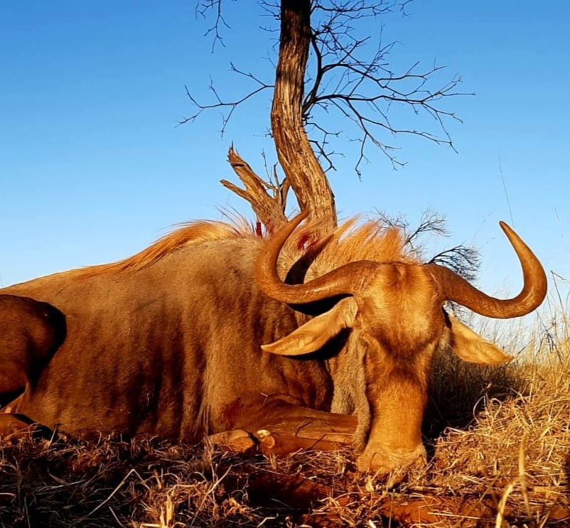 Leopard Hunting in Namibia & Brown Hyena Cancelation Hunt